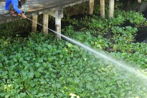 Man Spraying Herbicide